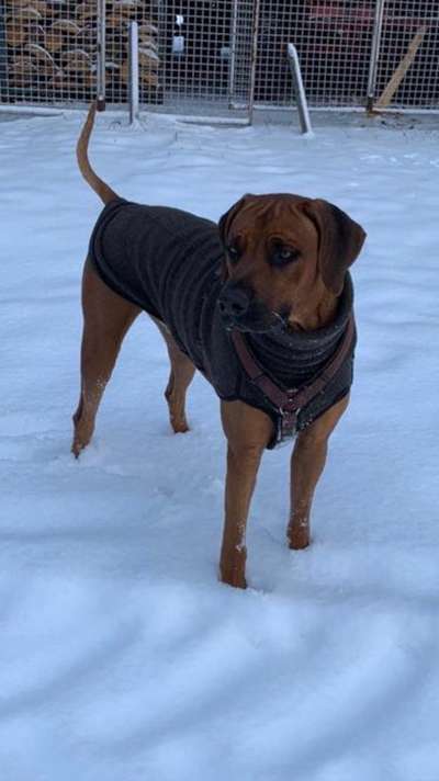 Rhodesian Ridgeback-Beitrag-Bild