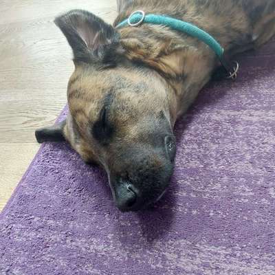 Hundetreffen-gemeinsames spielen und Gassirunde-Bild