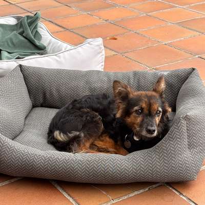 Alter 
Bailey aus dem Tierschutz-Beitrag-Bild