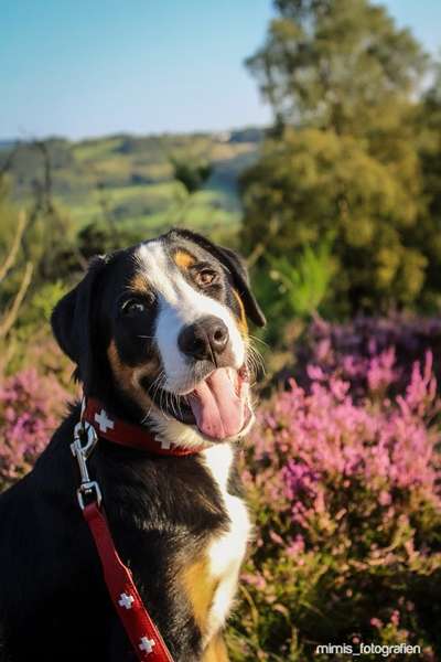 Hundetreffen-Wir suchen nach Gassipartnern im Bereich Schwalmstadt/Alsfeld.-Bild