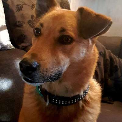 Dogorama Photo Challenge - Portrait-Beitrag-Bild