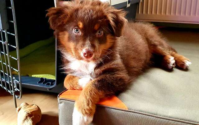 Welpen Bilder !-Beitrag-Bild