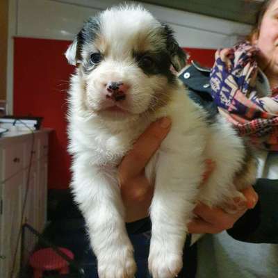 Welpen Bilder !-Beitrag-Bild