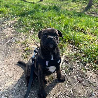 Hundetreffen-Welpen kennenlernen-Bild