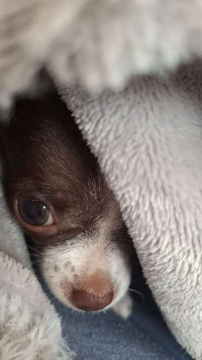 Hundetreffen-Welpentreffen-Bild