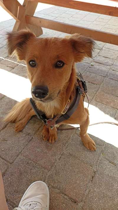 Hundetreffen-Gassirunden-Bild