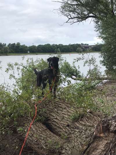 Hundetreffen-Spaziergang und spielen-Bild