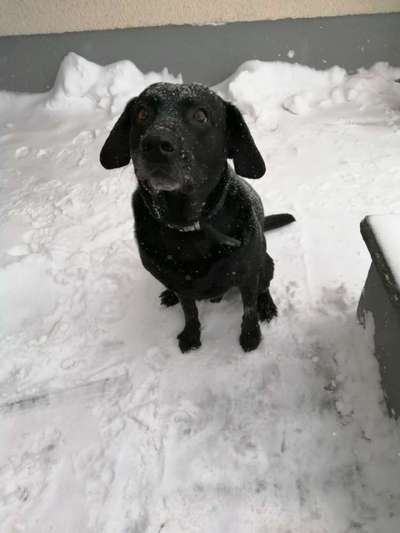 Die Dogorama Kalender Challenge Teil 2/4-Beitrag-Bild