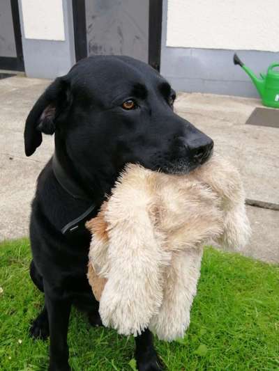 Die Dogorama Kalender Challenge 4/4-Beitrag-Bild