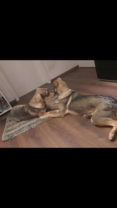 Auslandstierschutz-Beitrag-Bild