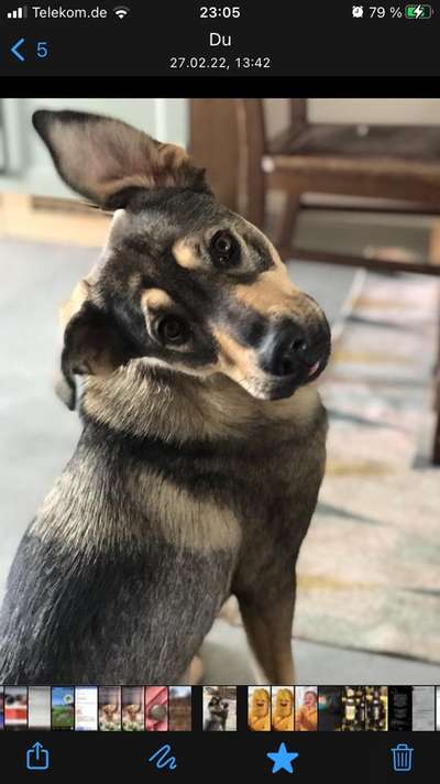 Auslandstierschutz-Beitrag-Bild