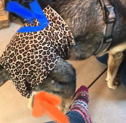 Läufigkeithose zerbissen-Beitrag-Bild