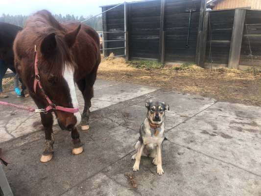 Dogorama Photo Challenge- genervter Blick-Beitrag-Bild