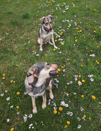 Mischlinge raten - Rätselspaß-Beitrag-Bild