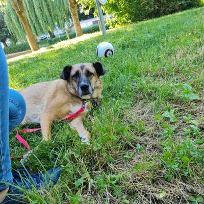 Hundetreffen-Treffen in Eisenberg-Profilbild