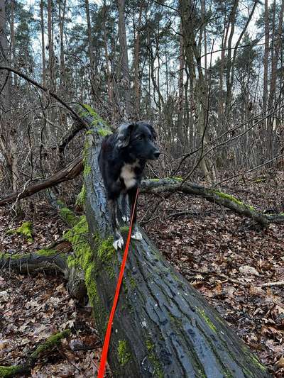 Hundetreffen-Social Walks und Spielfreund:innen gesucht :)-Bild