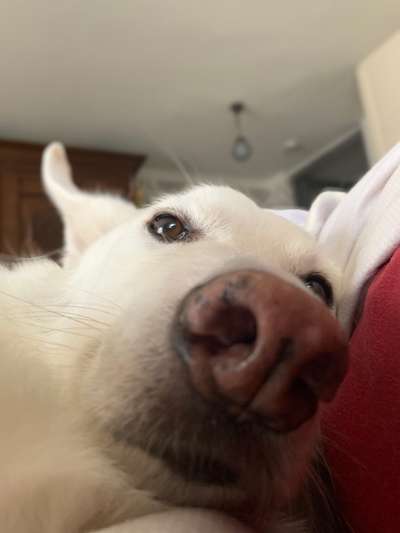 Hund aus dem Spanischen Tierschutz-Beitrag-Bild