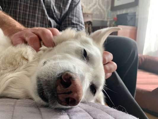 Hund aus dem Spanischen Tierschutz-Beitrag-Bild