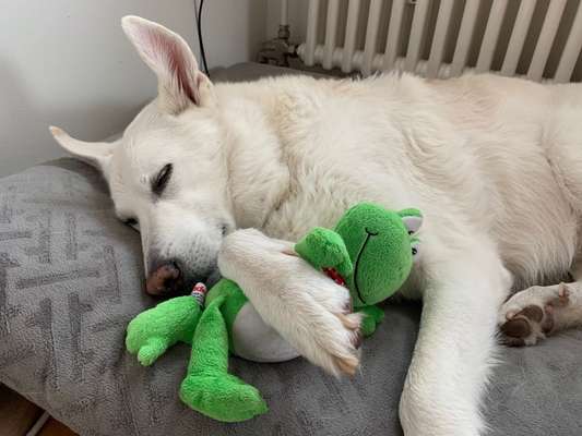 Hund aus dem Spanischen Tierschutz-Beitrag-Bild