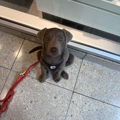 Hundetreffen-Gassikumpel gesucht 🤗-Bild