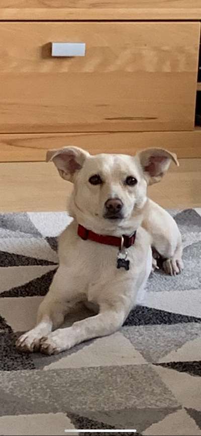 Die Dogorama Kalender Challenge Teil 3/4-Beitrag-Bild