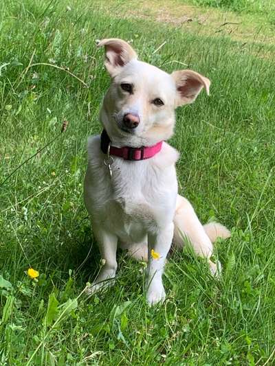 Hundetreffen-Gassitreffen-Bild