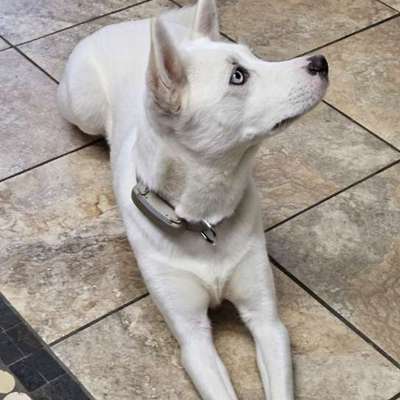 Hundetreffen-Hundespiel Runde im Garten mit Zaun-Bild