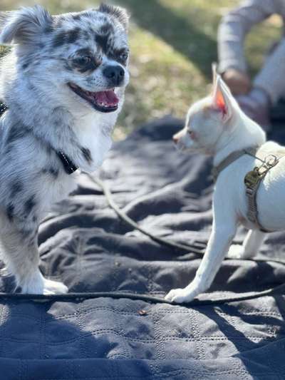 Hundetreffen-Mini-Welpen-Treff-Bild