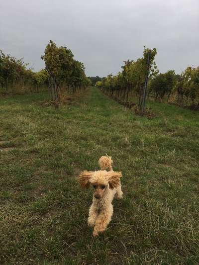 Hundetreffen-Schüchterne Zwergpudeldame (11 J.) Daisy sucht mehr Austausch-Bild