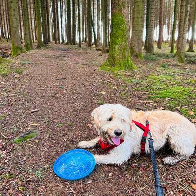 Hundetreffen-Spaziergänge Stadt Bern-Bild