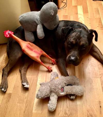 Fotochallenge Nr 96.: Bunt, Bunter, Hund 💐🌹🍁-Beitrag-Bild