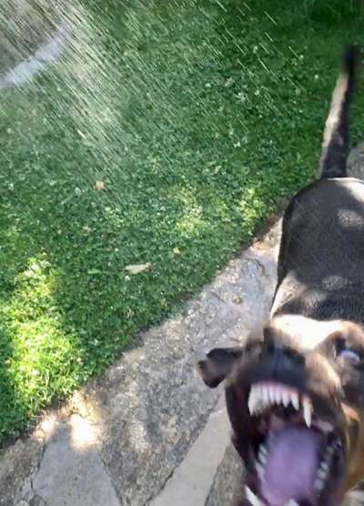 Dogorama Photo Challenge - Mäulchen auf-Beitrag-Bild