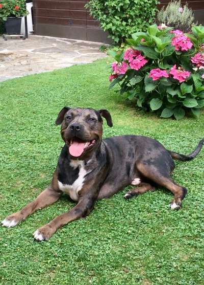 Die Dogorama Monats Challenge "Es grünt und blüht"-Beitrag-Bild