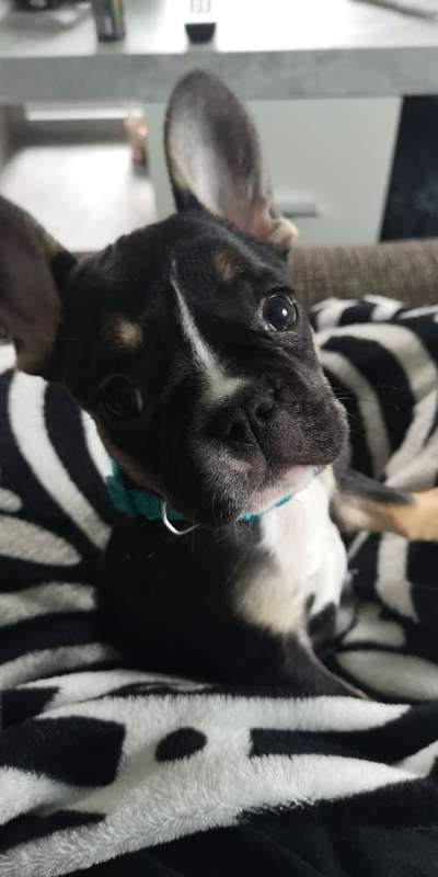 Zeigt her eure Frenchi-Beitrag-Bild