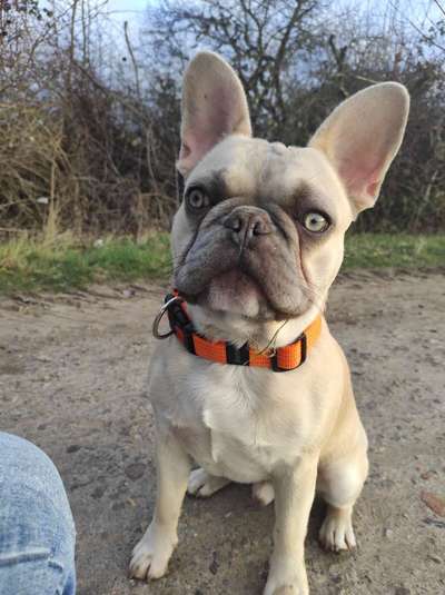Hundetreffen-Freunde für Bruno gesucht 🐶-Bild