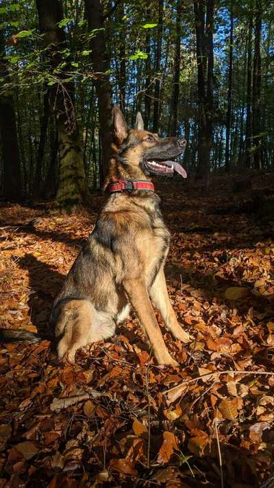 Deutsche Schäferhunde, Belgische Schäferhunde.-Beitrag-Bild