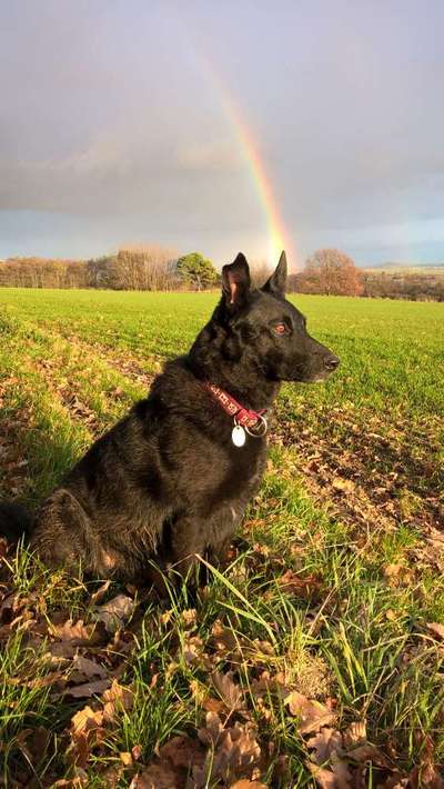 Unsere Fellnasen im Regenbogenland-Beitrag-Bild