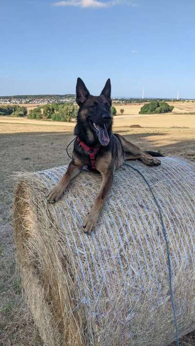 Wo sind die Osteuropäischen Schäferhunde-Beitrag-Bild