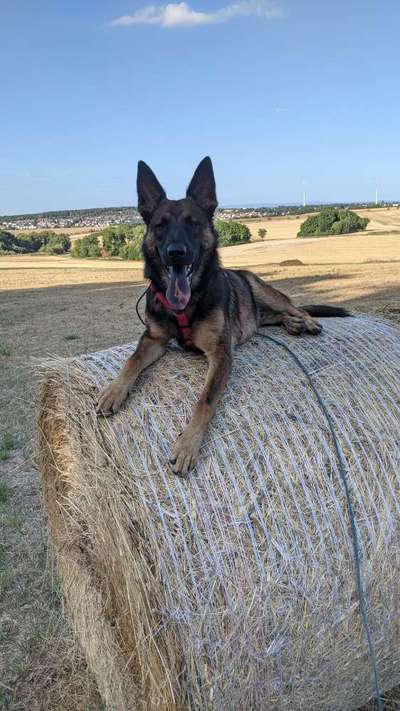 IGP- Fährten, Unterordnung, Schutzdienst-Beitrag-Bild