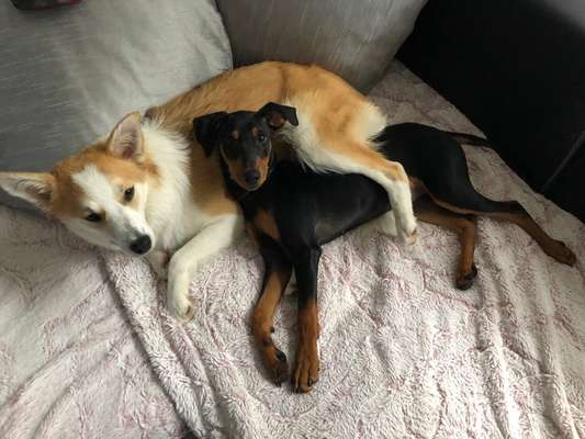 Die Dogorama Kalender Challenge Titelbild-Beitrag-Bild