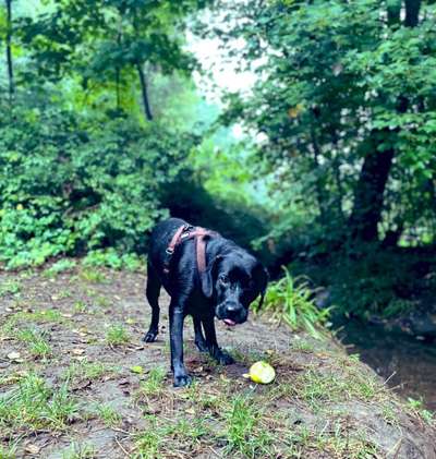 Tipps, Tricks, Klatsch und Tratsch über den Labrador-Beitrag-Bild