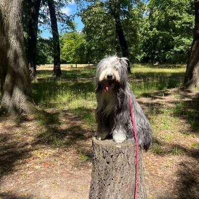 Hundetreffen-Gemeinsame Spaziergänge in Pankow-Bild