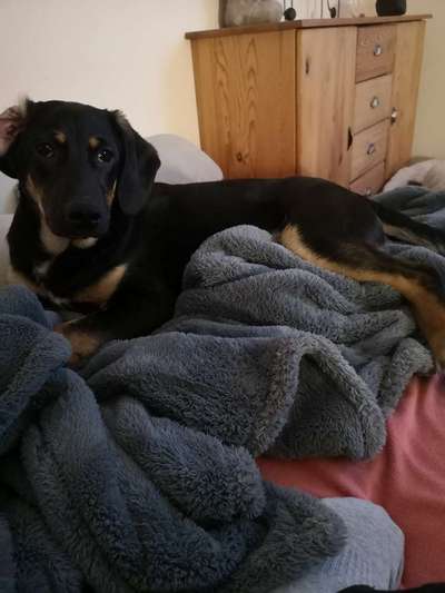 Mischlinge raten - Rätselspaß-Beitrag-Bild