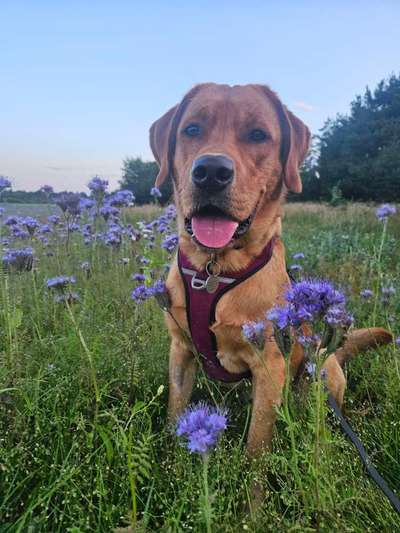 Hundetreffen-Spielfreunde gesucht-Bild