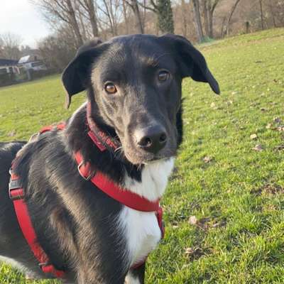 Hundetreffen-Gassirunde zur Sozialisation-Profilbild