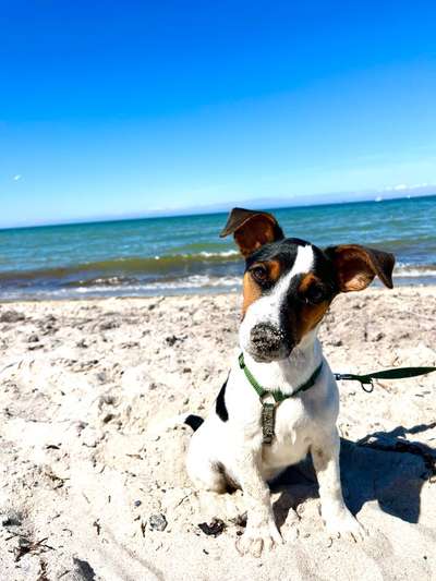 Jack Russel Terrier-Beitrag-Bild