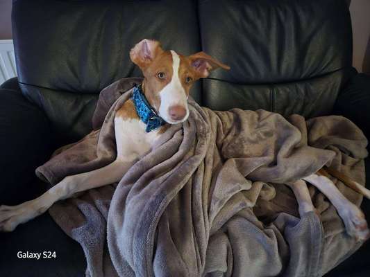 Podenco/Mischlinge hier? :-)-Beitrag-Bild