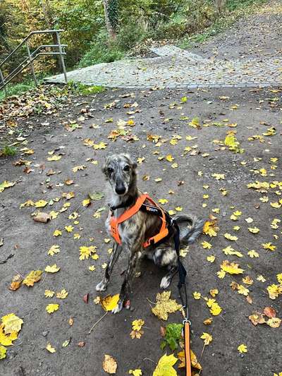 Hundetreffen-Hundefreunde gesucht-Bild