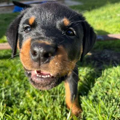 Hundetreffen-Souveräne Hunde gesucht!-Bild