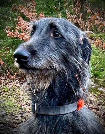 Windhunde - Treffen der besonderen Schönheiten
HERZLICH WILLKOMMEN-Beitrag-Bild